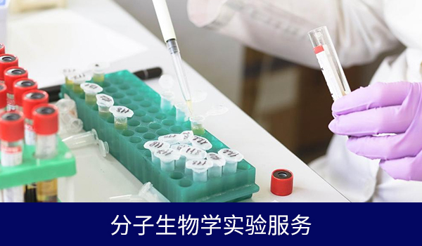 分子生物学实验服务